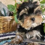 Easy-female-Yorkshire-Terrier-puppy-for-sale-1 (2)
