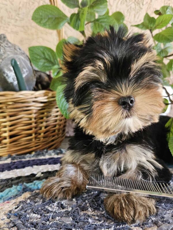 Easy Yorkshire Terrier