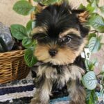 Suzi Yorkshire Terrier