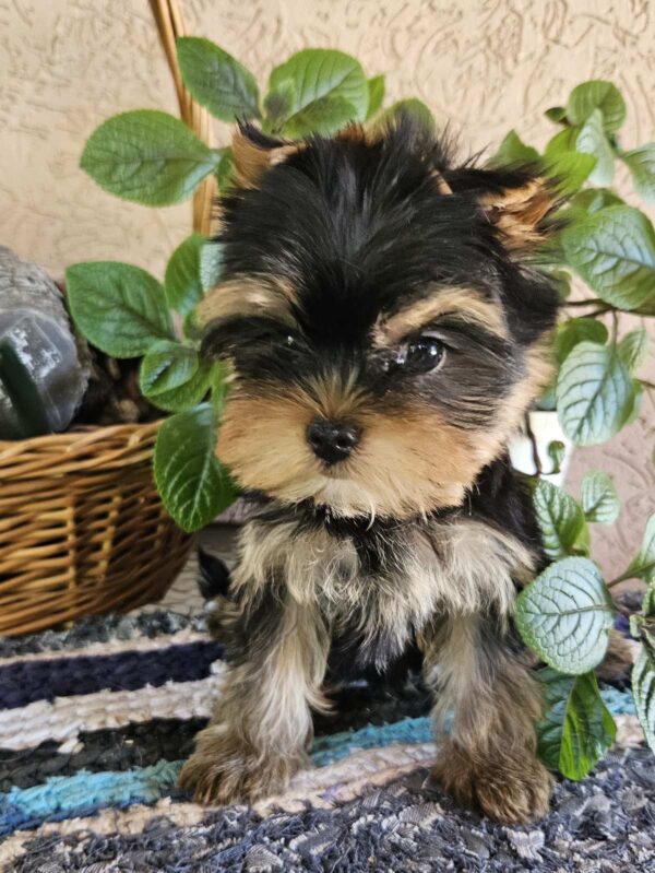 Easy Yorkshire Terrier