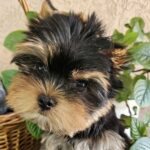 Easy-female-Yorkshire-Terrier-puppy-for-sale-1 (4)