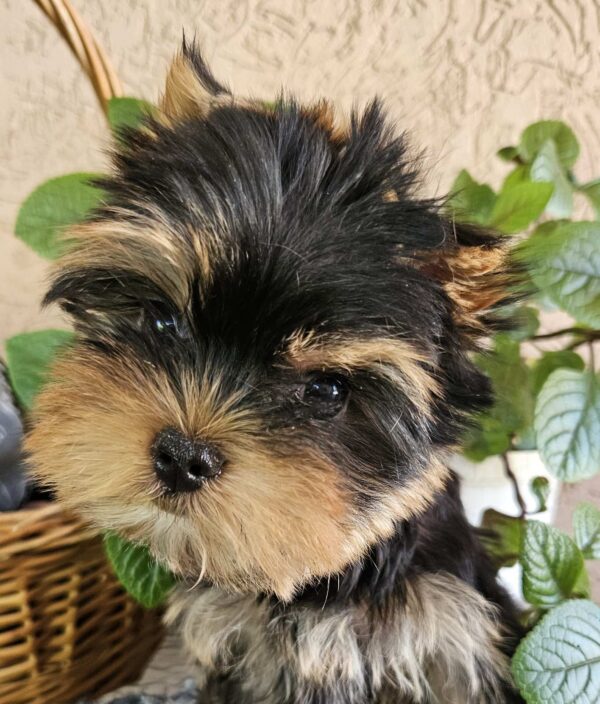 Easy Yorkshire Terrier