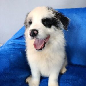 Fabian Border Collie