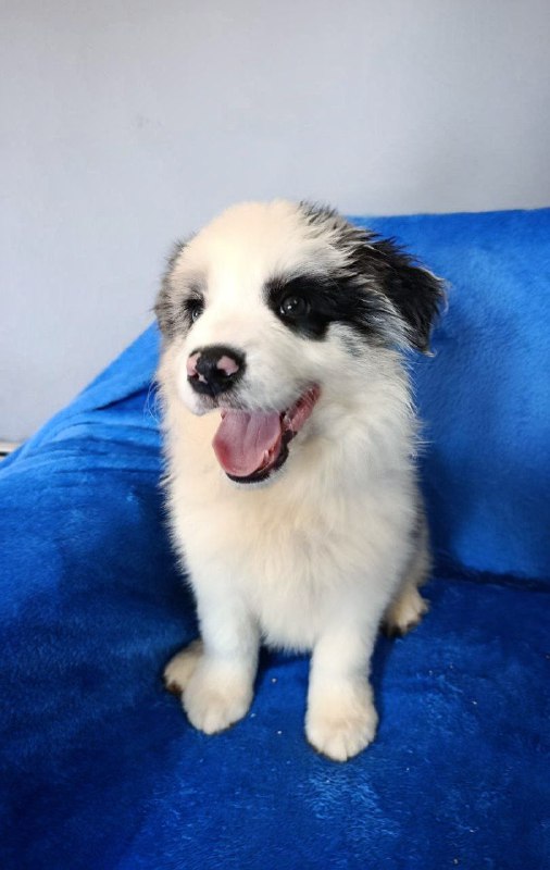 Fabian Border Collie