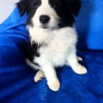 Fanta-female-Border-Collie-puppy-for-sale-1