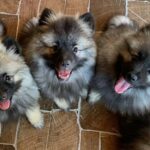 Female-litter-Keeshond-Wolf-Spitz-puppy-for-sale-1