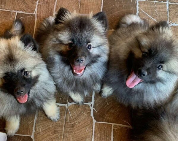 Female Litter Keeshond Wolf Spitz Female Litter Keeshond Wolf Spitz