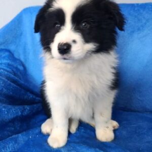 Fergie Border Collie