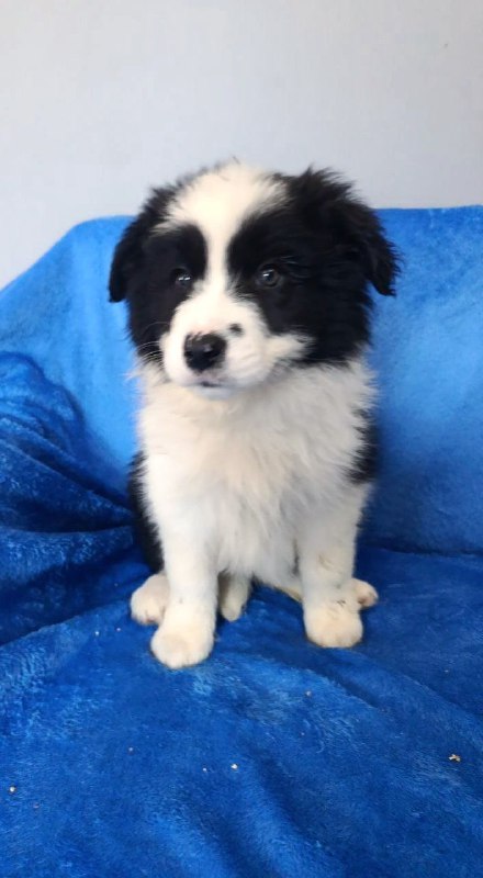 Fergie Border Collie Fergie Border Collie