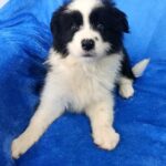 Fergie-female-Border-Collie-puppy-for-sale-2