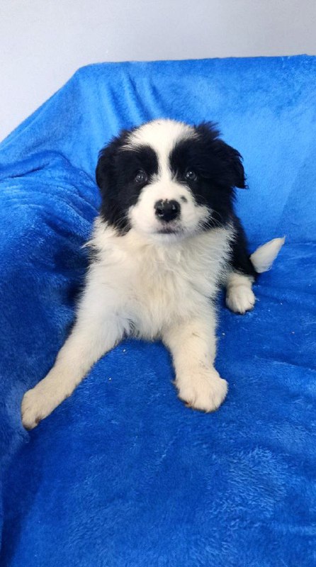 Fergie Border Collie Fergie Border Collie