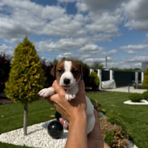 Ferz Jack Russell Terrier