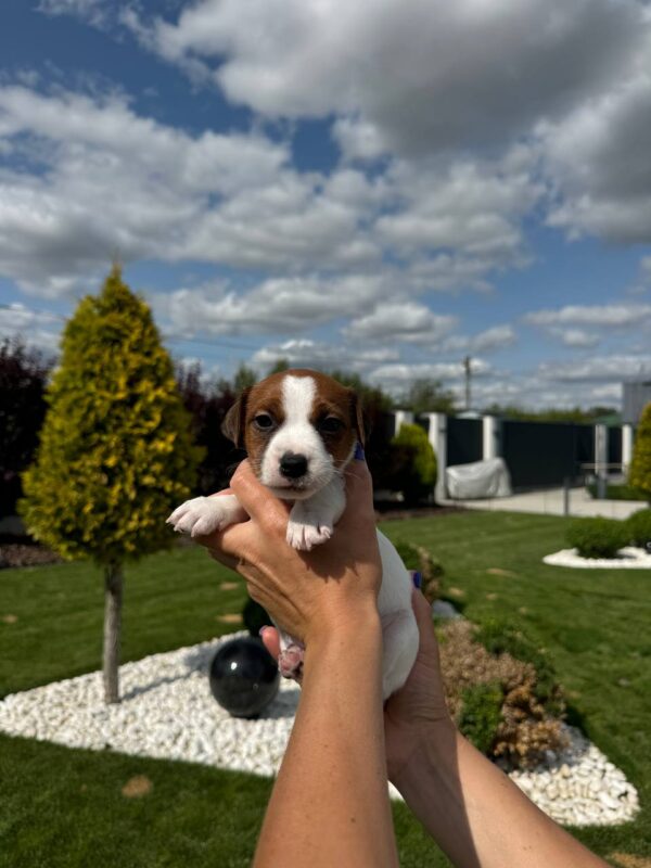 Ferz Jack Russell Terrier Ferz Jack Russell Terrier