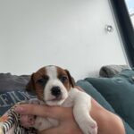 Ferz-male-Jack-Russell-Terrier-puppy-for-sale-2