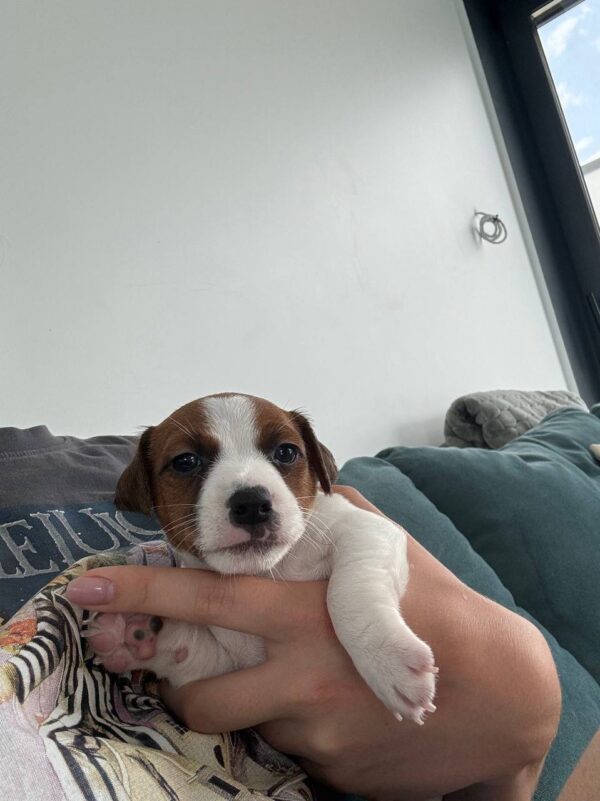 Ferz Jack Russell Terrier Ferz Jack Russell Terrier