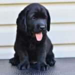 Fil-male-labrador-retriver-puppy-for-sale-1 (1)