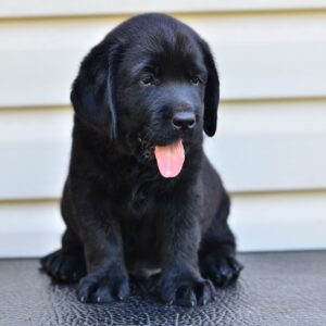 Fil Labrador Retriever