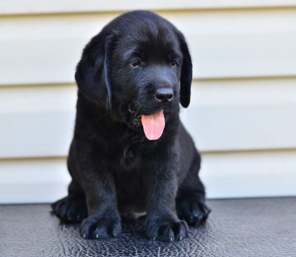 Fil Labrador Retriever Fil Labrador Retriever