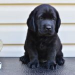 Fil-male-labrador-retriver-puppy-for-sale-1 (2)