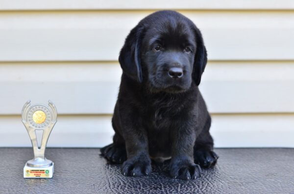 Fil Labrador Retriever Fil Labrador Retriever