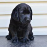 Fil-male-labrador-retriver-puppy-for-sale-1 (3)