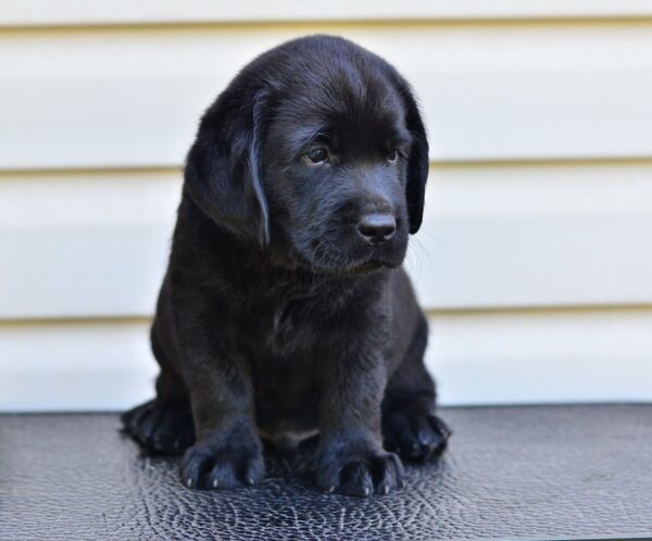 Fil Labrador Retriever Fil Labrador Retriever