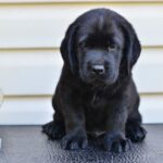 Mika Labrador Retriever