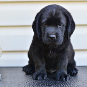Fil Labrador Retriever