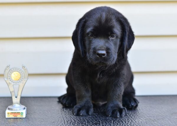 Fil Labrador Retriever Fil Labrador Retriever