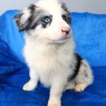 Fabian Border Collie