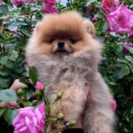 Frederick-male-Pomeranian-puppy-for-sale-1