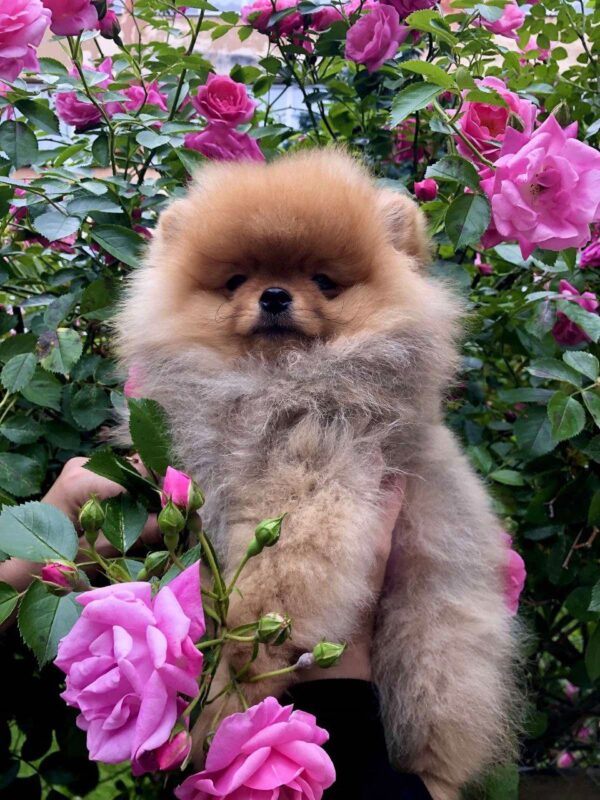 Frederick Pomeranian Frederick Pomeranian