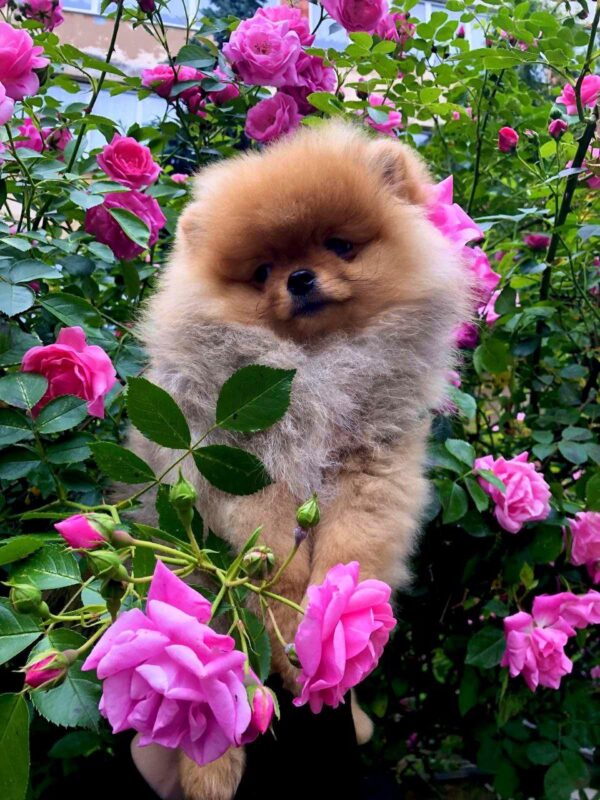 Frederick Pomeranian Frederick Pomeranian