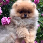 Latys Pomeranian