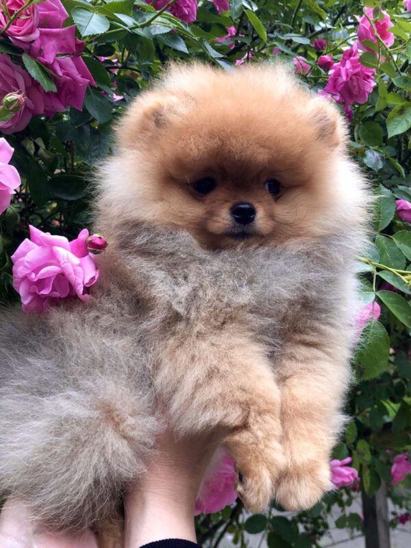 Frederick Pomeranian Frederick Pomeranian