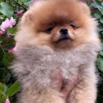 Frederick-male-Pomeranian-puppy-for-sale-4