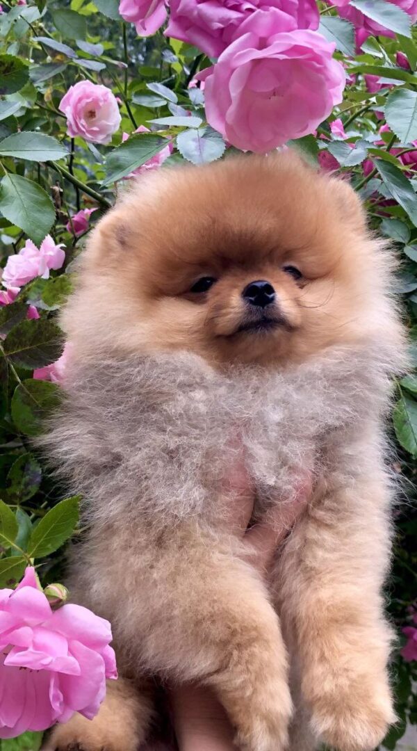 Frederick Pomeranian Frederick Pomeranian