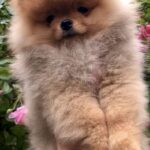 Frederick-male-Pomeranian-puppy-for-sale-5