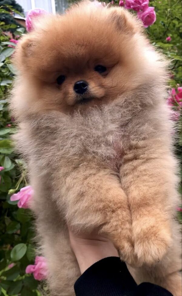 Frederick Pomeranian Frederick Pomeranian