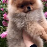Frederick-male-Pomeranian-puppy-for-sale-6