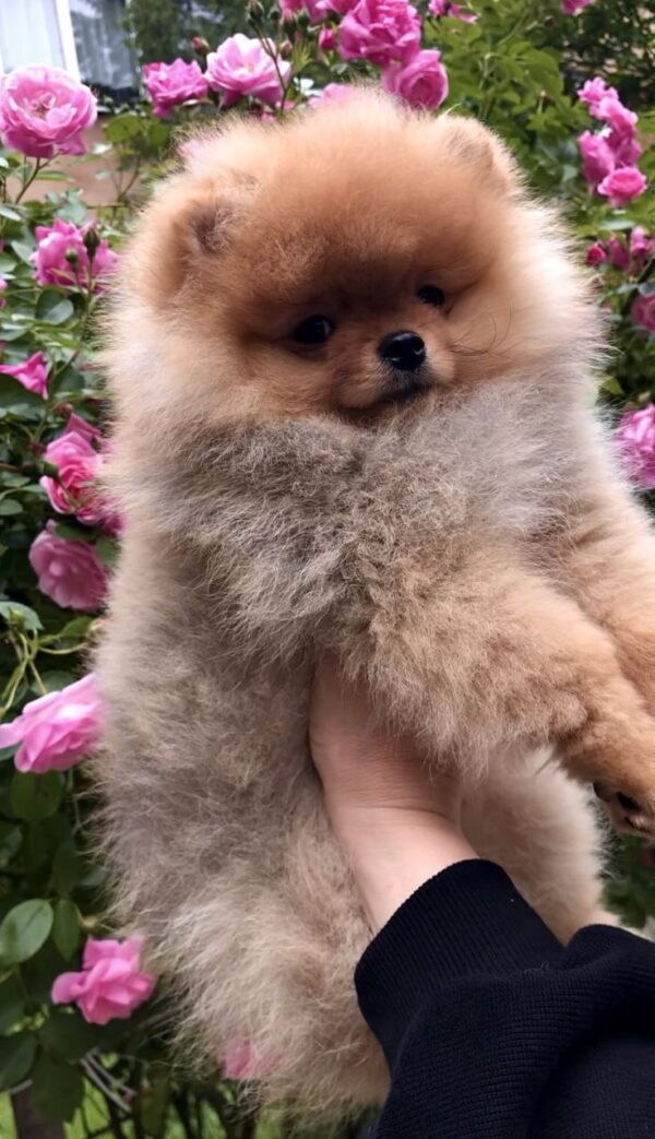 Frederick Pomeranian Frederick Pomeranian