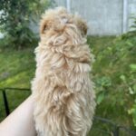 Harry-male-Maltipoo-puppy-for-sale-1