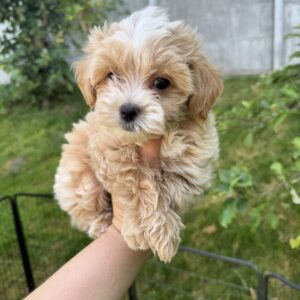 Harry Maltipoo Harry Maltipoo