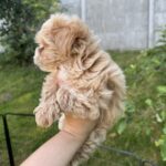 Harry-male-Maltipoo-puppy-for-sale-3