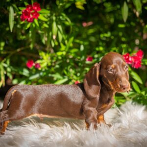 Hulk Miniature Dachshund