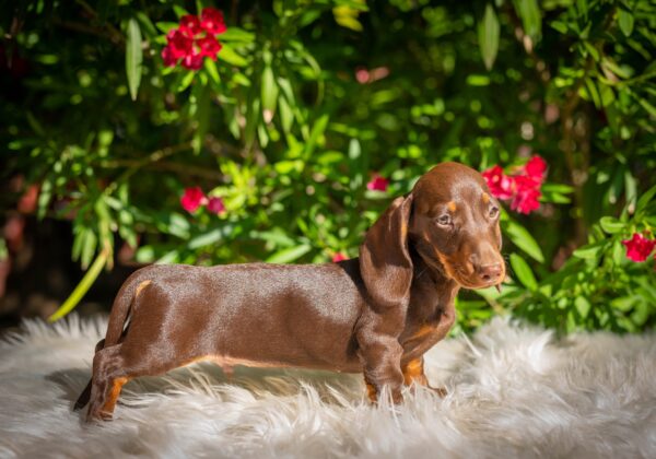 Hulk Miniature Dachshund