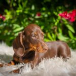 Hulk-male-miniature-dachshund-puppy-for-sale- (2)