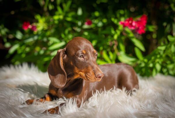 Hulk Miniature Dachshund