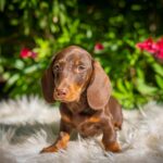 Hulk-male-miniature-dachshund-puppy-for-sale- (3)