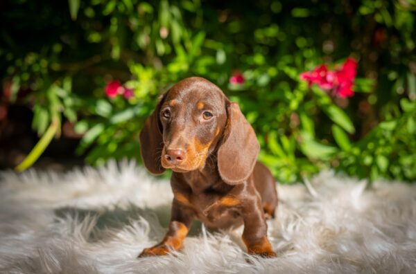 Hulk Miniature Dachshund